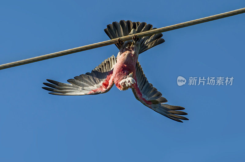 飞行杆(Eolophus roseicapilla)